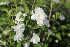 PHILADELPHUS FROSTY MORN 4.5L