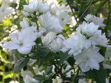 Load image into Gallery viewer, PHILADELPHUS FROSTY MORN 4.5L
