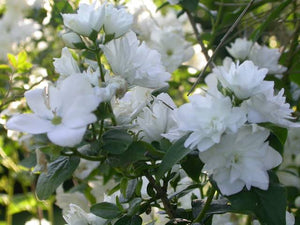 PHILADELPHUS FROSTY MORN 4.5L