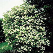 Load image into Gallery viewer, PHILADELPHUS VIRGINAL 4.5L
