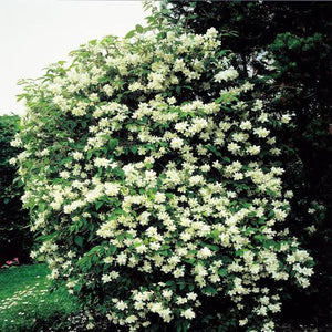 PHILADELPHUS VIRGINAL 4.5L