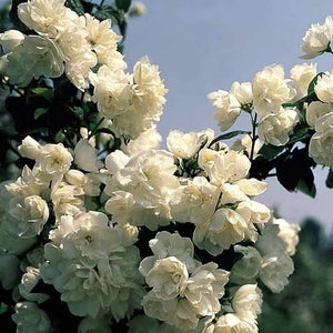 PHILADELPHUS VIRGINAL 4.5L