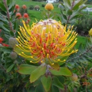 LEUCOSPERMUM HENNYS TORCH 1.5L