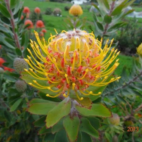 LEUCOSPERMUM HENNYS TORCH 1.5L