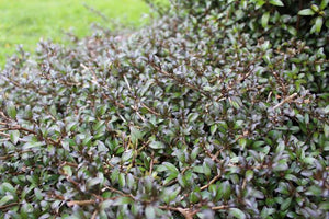 COPROSMA BLACK CLOUD 2.0L