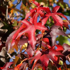 LIQUIDAMBAR STYRACIFLUA SUMMER STORM PB18