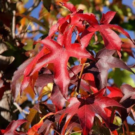 LIQUIDAMBAR STYRACIFLUA SUMMER STORM PB18