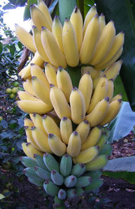 MUSA BANANA MISI LUKI 3.3L