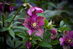 HELLEBORUS ORIENTALIS HYBRID TUTU 17CM