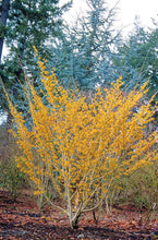 Load image into Gallery viewer, HAMAMELIS ARNOLDS PROMISE PB18
