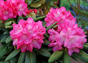 RHODODENDRON HEARTS DELIGHT 5.0L