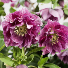 Load image into Gallery viewer, HELLEBORUS ORIENTALIS HYBRID ELLY 2.4L
