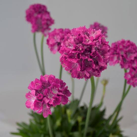 ARMERIA DREAMERIA DREAM WEAVER 1.5L