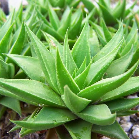 HAWORTHIA MANDA