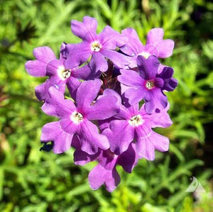 VERBENA TENUISECTA 2.0L