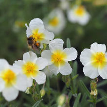 Load image into Gallery viewer, HELIANTHEMUM WISLEY WHITE 14CM
