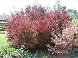 LEPTOSPERMUM BURGUNDY QUEEN 4.0L