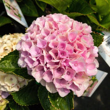 Load image into Gallery viewer, HYDRANGEA MACROPHYLLA MAGICAL REVOLUTION PINK 2.5L
