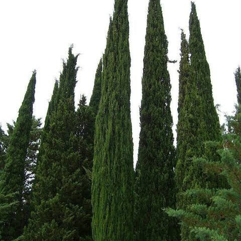 CUPRESSUS SEMPERVIRENS GREEN SPIRAL PB18