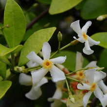 Load image into Gallery viewer, TRACHELOSPERNUM ASIATICUM ASIATIC JASMINE 2.5L
