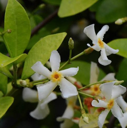 TRACHELOSPERNUM ASIATICUM ASIATIC JASMINE 2.5L