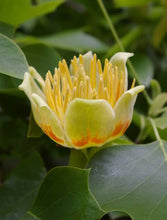 Load image into Gallery viewer, LIRIODENDRON ARNOLD TULIP TREE PB28
