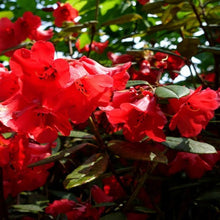 Load image into Gallery viewer, RHODODENDRON MANDALAY 6.0L
