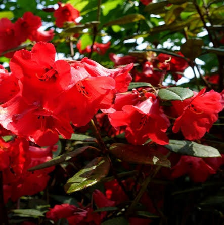 RHODODENDRON MANDALAY 6.0L