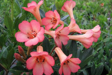 Load image into Gallery viewer, VIREYA RHODODENDRON SAXON BLUSH 3.3L
