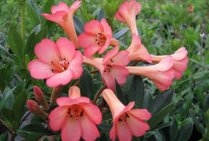 VIREYA RHODODENDRON SAXON BLUSH 3.3L