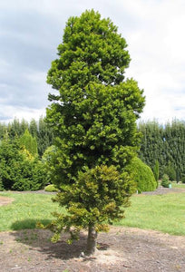 AGATHIS AUSTRALIS KAURI 3.3L