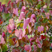 Load image into Gallery viewer, CERCIS CANADENSIS FOREST PANSY PB18
