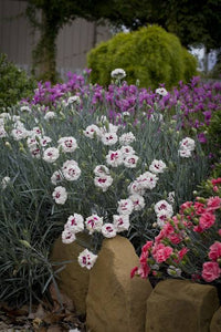 DIANTHUS MAGNIFI-SCENT BRIGHT EYES 14CM