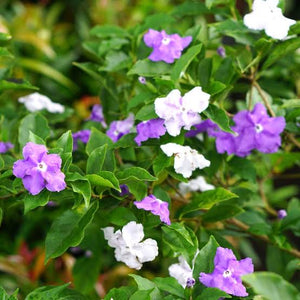 BRUNFELSIA FRAGRANT SUMMER 3.3L