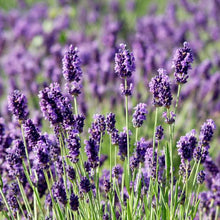 Load image into Gallery viewer, LAVENDER ENGLISH MUNSTEAD 1.5L
