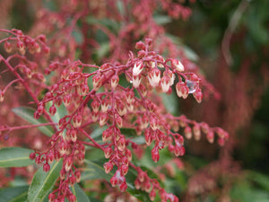 PIERIS DOROTHY WYKOFF 6.0L