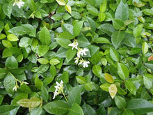 Load image into Gallery viewer, TRACHELOSPERNUM ASIATICUM ASIATIC JASMINE 2.5L
