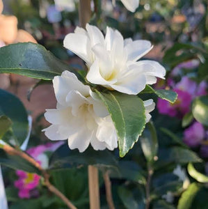 CAMELLIA SASANQUA SILVER DOLLAR 4.0L