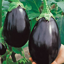 Load image into Gallery viewer, EGGPLANT BLACKNITE SEED
