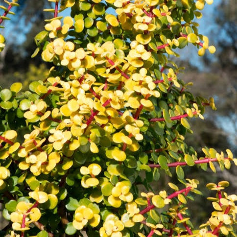 PORTULACARIA AFRA AUREA 1.9L