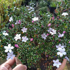 SERISSA JAPONICA PINK MYSTIQUE 2.0L