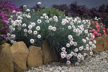 Load image into Gallery viewer, DIANTHUS MAGNIFI-SCENT BRIGHT EYES 14CM
