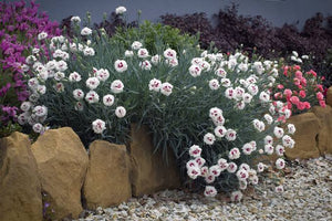 DIANTHUS MAGNIFI-SCENT BRIGHT EYES 14CM