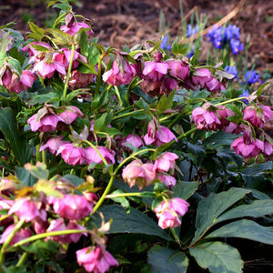 HELLEBORUS ORIENTALIS HYBRID ELLY 2.4L