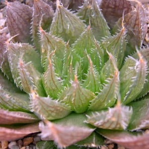 HAWORTHIA MUCRONATA HABDOMADIS