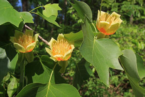 LIRIODENDRON ARNOLD TULIP TREE PB28