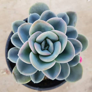 ECHEVERIA ORPET