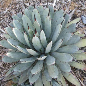 AGAVE LITTLE PENGUINS