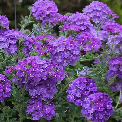 VERBENA TENUISECTA 2.0L