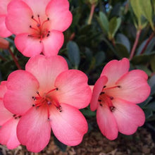 Load image into Gallery viewer, VIREYA RHODODENDRON SAXON BLUSH 3.3L
